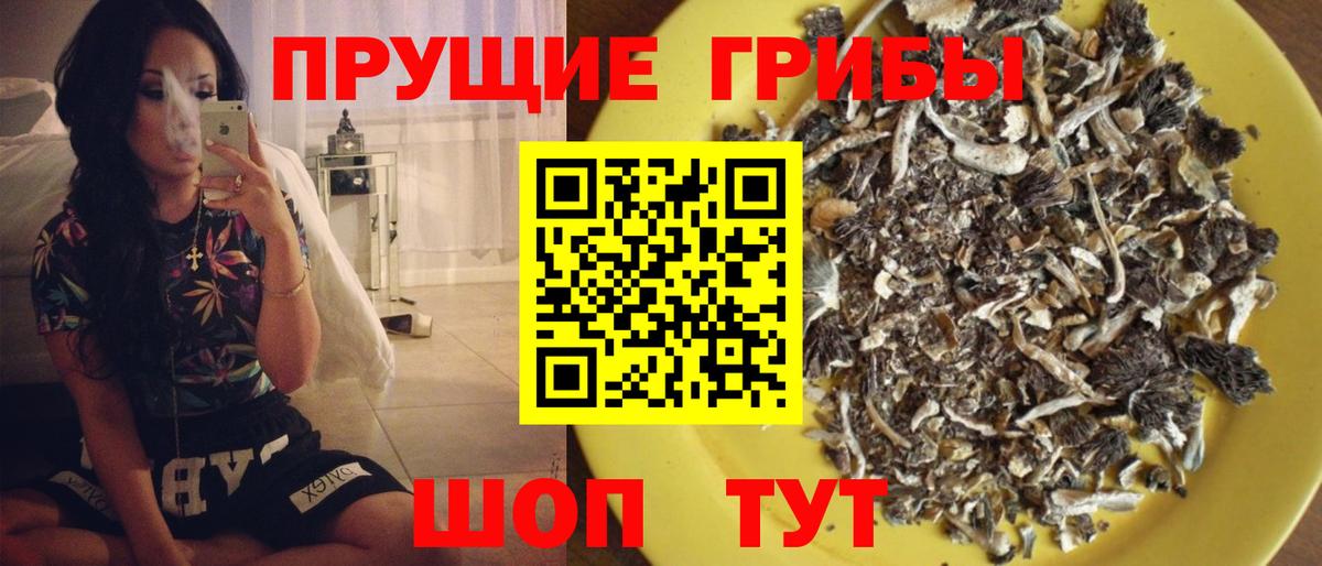Киров  Галлюциногенные грибы Psilocybine cubensis  Вход с VPN 